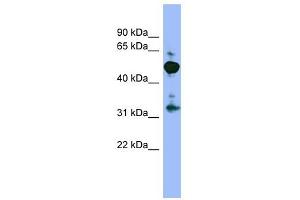 MPP2 antibody used at 1 ug/ml to detect target protein. (MPP2 anticorps)