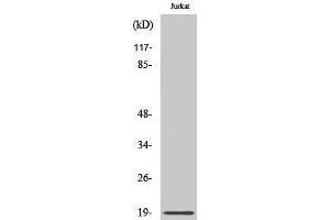Western Blotting (WB) image for anti-Chromosome 6 Open Reading Frame 108 (C6orf108) (N-Term) antibody (ABIN3186716) (RCL anticorps  (N-Term))
