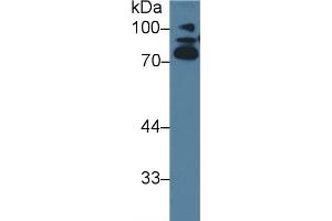 Detection of ABP1 in Porcine Serum using Polyclonal Antibody to Amiloride Binding Protein 1 (ABP1)