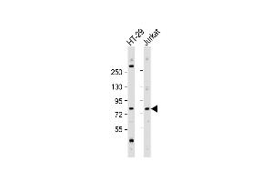 All lanes : Anti-ACSS1 Antibody (N-Term) at 1:2000 dilution Lane 1: HT-29 whole cell lysate Lane 2: Jurkat whole cell lysate Lysates/proteins at 20 μg per lane. (ACSS1 anticorps  (AA 94-125))
