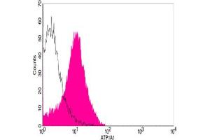 Flow cytometric analysis of HEK293 cells using ATP1A1 Antibody, pAb, Rabbit (ABIN398982, shaded histogram) or with an isotype control antibody (ABIN398653, open histogram), followed by R-PE conjugated anti-rabbit IgG. (ATP1A1 anticorps  (AA 800-850))