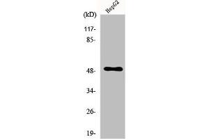 Western Blot analysis of HepG2 cells using PAH Polyclonal Antibody