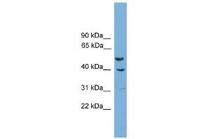 A2BP1 antibody used at 0.