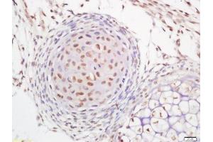 Formalin-fixed and paraffin embedded mouse embryo labeled with Rabbit Anti-B MyB Polyclonal Antibody, Unconjugated (ABIN760406) at 1:200 followed by conjugation to the secondary antibody and DAB staining