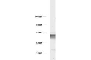 dilution: 1 : 1000, sample: rat brain homogenate. (Synaptoporin anticorps)