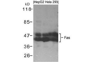 Western blot analysis of extracts from HepG2, Hela and 293 cells using Fas. (FAS anticorps  (AA 323-327))