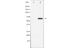 Western blot analysis of LKB1 expression in Serum treated HeLa whole cell lysates,The lane on the left is treated with the antigen-specific peptide. (LKB1 anticorps  (Internal Region))