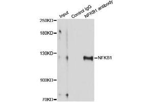 Immunoprecipitation analysis of 150 μg extracts of MCF-7 cells using 3 μg NFKB1 antibody (ABIN5998332). (NFKB1 anticorps)