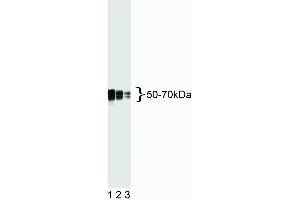 Western blot analysis of Tau. (tau anticorps)