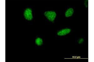 Immunofluorescence of purified MaxPab antibody to MCRS1 on HeLa cell. (MCRS1 anticorps  (AA 1-462))