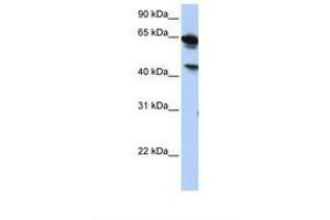 Image no. 1 for anti-Abhydrolase Domain Containing 16A (ABHD16A) (AA 252-301) antibody (ABIN6739259) (BAT5 anticorps  (AA 252-301))