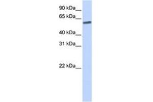 Image no. 1 for anti-SUMO/sentrin Specific Peptidase 3 (SENP3) (AA 36-85) antibody (ABIN6743826) (SENP3 anticorps  (AA 36-85))
