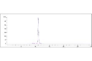 The purity of Anti-NT5E / CD73 Reference Antibody (uliledlimab) is 98. (Recombinant CD73 (Uliledlimab Biosimilar) anticorps)