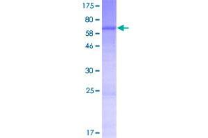 Image no. 1 for MTERF Domain Containing 2 (MTERFD2) (AA 1-381) protein (GST tag) (ABIN1311543)