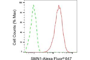 Flow cytometric analysis of SMN1 expression in HAP-1 cells using SMN1 antibody (ABIN7800471), 1:2,000). (Recombinant SMN1 anticorps)