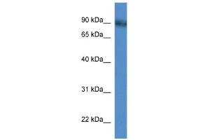 WB Suggested Anti-Pde4d Antibody Titration: 0.