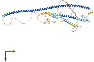 AlphaFold protein structure predicition of Mouse Recombinant Ccdc125 Protein, UniprotID Q5U465
