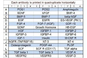 Image no. 1 for Human Growth Factor Array Q1 (ABIN625730) (Humain Growth Factor Array Q1)