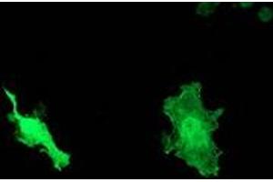 Anti-DNAJB1 mouse monoclonal antibody (ABIN2454059) immunofluorescent staining of COS7 cells transiently transfected by pCMV6-ENTRY DNAJB1 (RC201762). (DNAJB1 anticorps)