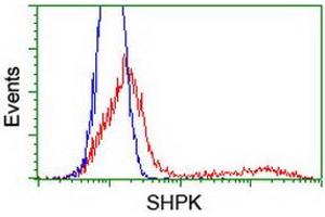 HEK293T cells transfected with either RC204421 overexpress plasmid (Red) or empty vector control plasmid (Blue) were immunostained by anti-SHPK antibody (ABIN2454757), and then analyzed by flow cytometry. (SHPK anticorps)