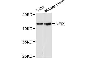 Western blot analysis of extracts of various cell lines, using NFIX antibody. (NFIX anticorps)