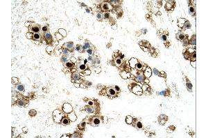 UNCX antibody was used for immunohistochemistry at a concentration of 4-8 ug/ml. (UNCX anticorps  (C-Term))