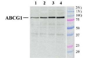 Detection of ABCG1 in mouse peritoneal macrophages (40 ug) using ABCG1 polyclonal antibody . (ABCG1 anticorps  (AA 300-400))