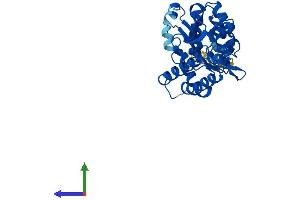 AlphaFold protein structure predicition of Mouse Recombinant Nt5c3a Protein, UniprotID Q9D020