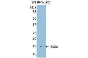 Western Blotting (WB) image for anti-S100 Calcium Binding Protein A16 (S100A16) (AA 2-103) antibody (ABIN1078501) (S100A16 anticorps  (AA 2-103))