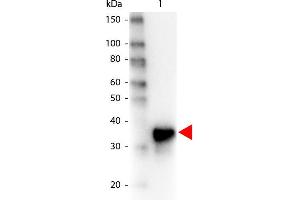 Western Blot of Peroxidase conjugated Goat anti-Pepsin antibody. (Pepsin anticorps  (HRP))