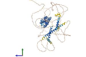 AlphaFold protein structure predicition of Human Recombinant PROX1 Protein, UniprotID Q92786