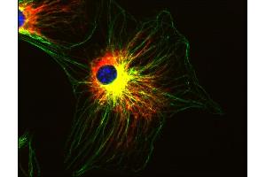 Immunocytochemistry staining of 3T3 mouse embryonal fibroblast cell line using anti-alpha-tubulin (TU-01, green) and anti-Vimentin (VI-01, cat.
