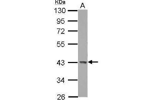 WB Image Sample (30 ug of whole cell lysate) A: U87-MG 10% SDS PAGE antibody diluted at 1:1000