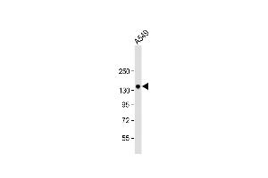 Anti-PRSS7 Antibody  at 1:1000 dilution + A549 whole cell lysate Lysates/proteins at 20 μg per lane. (TMPRSS15 anticorps  (C-Term))