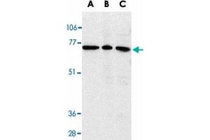 Western blot analysis of AIFM3 in K-562 cell lysate (A), rat heart (B), and mouse heart (C) tissue lysates with AIFM3 polyclonal antibody  at 1 ug/mL . (AIFM3 anticorps  (AA 517-531))