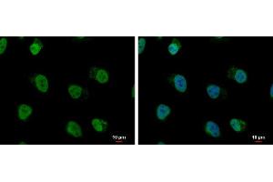 ICC/IF Image hnRNP A/B antibody detects hnRNP A/B protein at nucleus by immunofluorescent analysis. (HNRNPAB anticorps)