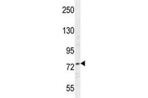 Nucleolin antibody western blot analysis in HepG2 lysate.
