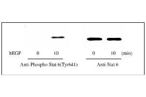 Western blot analysis of extracts from 100 ng/mL hEGF treated A431 cells. (STAT6 Kit ELISA)