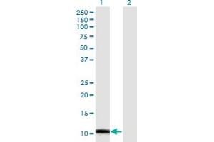 Western Blot analysis of ERAF expression in transfected 293T cell line by ERAF monoclonal antibody (M32), clone 2E4. (aHSP anticorps  (AA 1-102))