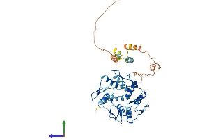 AlphaFold protein structure predicition of Human Recombinant ZNF558 Protein, UniprotID Q96NG5