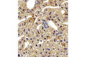 Immunohistochemical analysis of paraffin-embedded M.