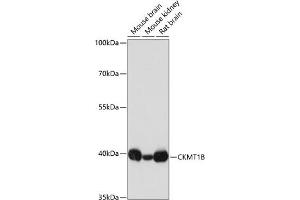 Western blot analysis of extracts of various cell lines, using CKMT1B antibody (ABIN3017245, ABIN3017246, ABIN3017247 and ABIN6220012) at 1:3000 dilution. (CKMT1B anticorps  (AA 1-85))