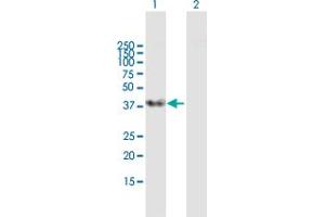 Western Blot analysis of SFRS5 expression in transfected 293T cell line by SFRS5 MaxPab polyclonal antibody. (SRSF5 anticorps  (AA 1-272))
