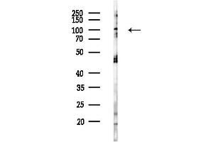 Western blot analysis of lysates from RAW264.