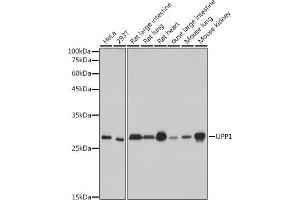 Western blot analysis of extracts of various cell lines, using UPP1 antibody (ABIN7271232) at 1:1000 dilution. (UPP1 anticorps)