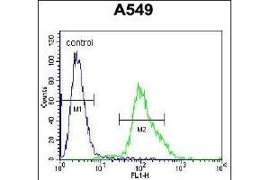 FOXN1 Antibody (Center) (ABIN655992 and ABIN2845374) flow cytometric analysis of A549 cells (right histogram) compared to a negative control cell (left histogram). (FOXN1 anticorps  (AA 350-378))