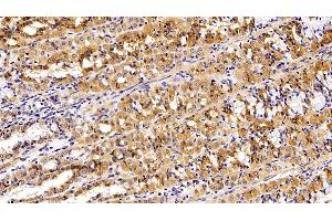 Detection of EPCAM in Porcine Stomach Tissue using Polyclonal Antibody to Epithelial Cell Adhesion Molecule (EPCAM) (EpCAM anticorps  (AA 25-265))