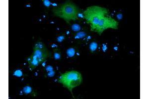 Anti-PIK3AP1 mouse monoclonal antibody (ABIN2453459) immunofluorescent staining of COS7 cells transiently transfected by pCMV6-ENTRY PIK3AP1 (RC214125). (PIK3AP1 anticorps)