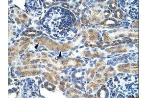 Image no. 1 for anti-Zinc Finger Protein 24 (ZNF24) (AA 189-238) antibody (ABIN6735862)