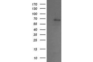 Image no. 1 for anti-SUMO1/sentrin/SMT3 Specific Peptidase 2 (SENP2) antibody (ABIN1500865) (SENP2 anticorps)